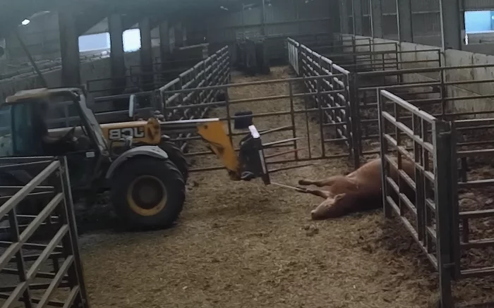 A downer dairy cow being removed from a farm